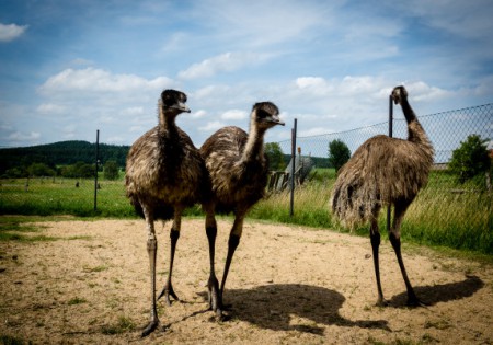 fistron-park-zookoutek-zviratkov - zviratkov-emu